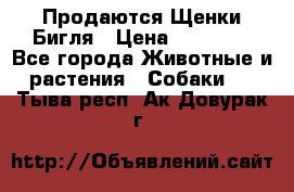 Продаются Щенки Бигля › Цена ­ 35 000 - Все города Животные и растения » Собаки   . Тыва респ.,Ак-Довурак г.